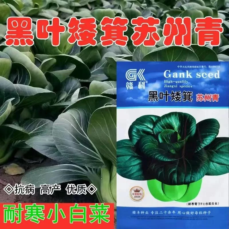 赣科四倍体黑大头黑叶苏州青种子圆叶束腰较耐寒青菜质嫩墨绿色