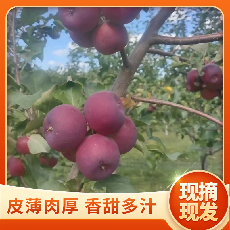 【果坏包赔】黑龙江沙果秋果龙丰果酸甜多汁应季新鲜水果净重3斤