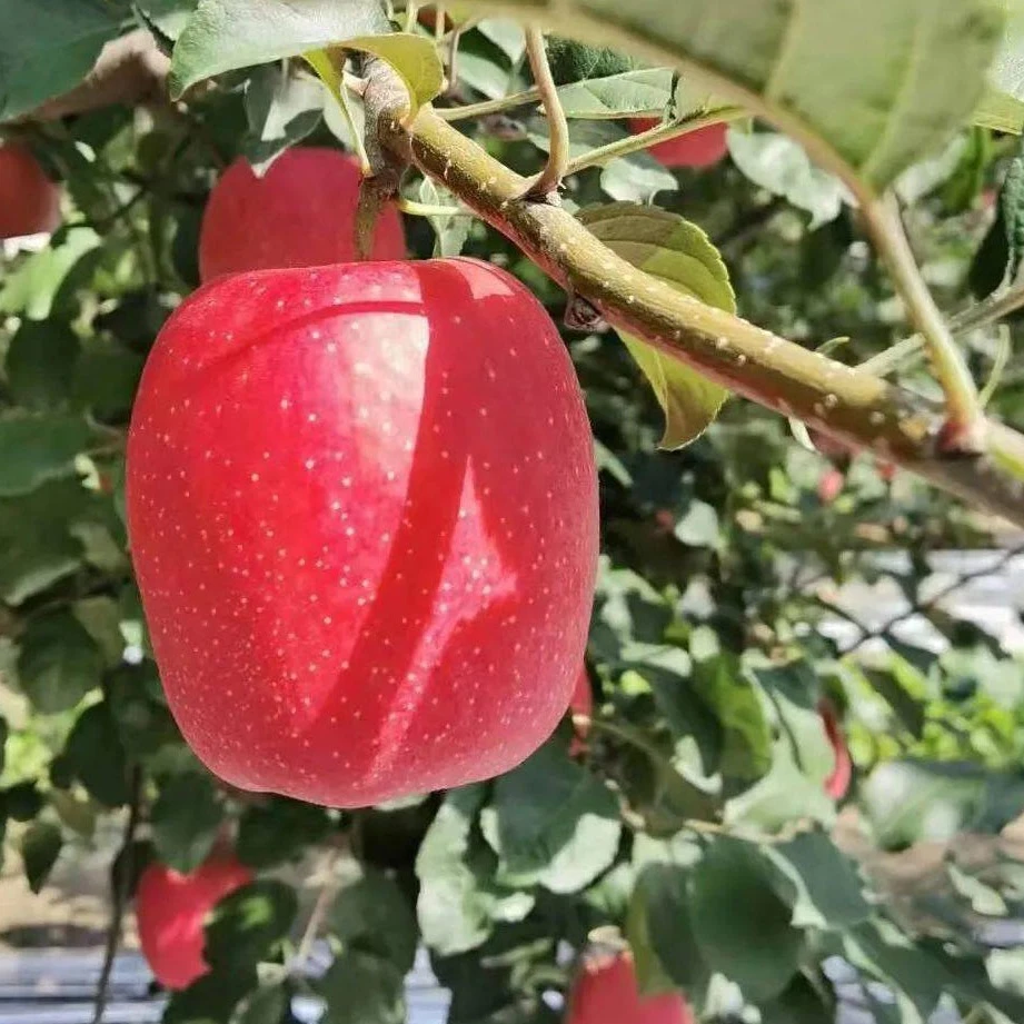 陕西《瑞香红》苹果脆爽多汁，果园直发