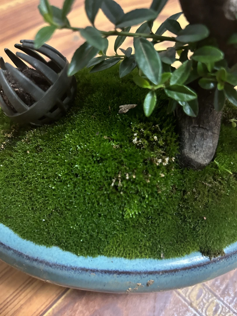 种树必备青苔,适合各种盆景