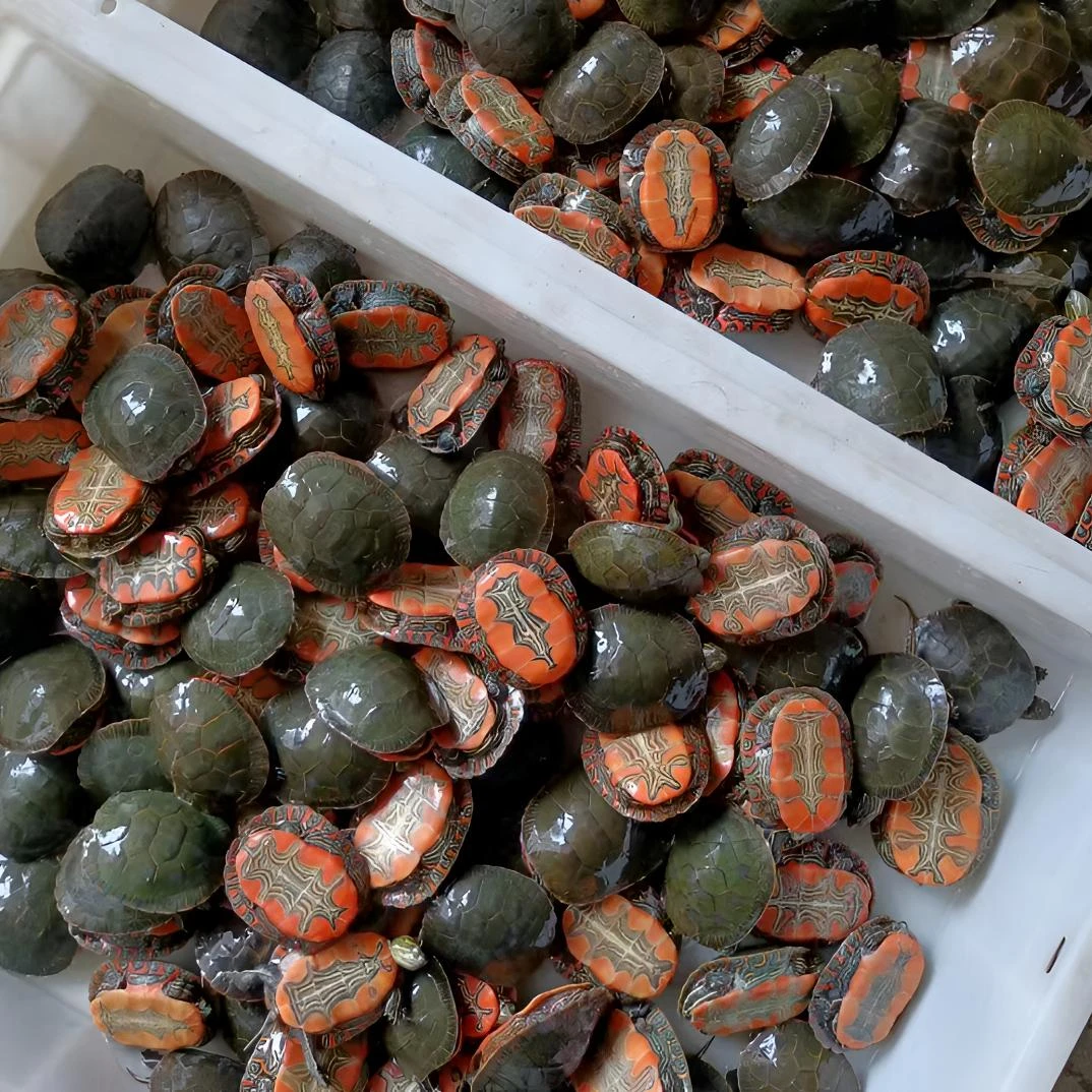 外塘西锦，养殖场直发（图片仅供参考，请以实物为准！）