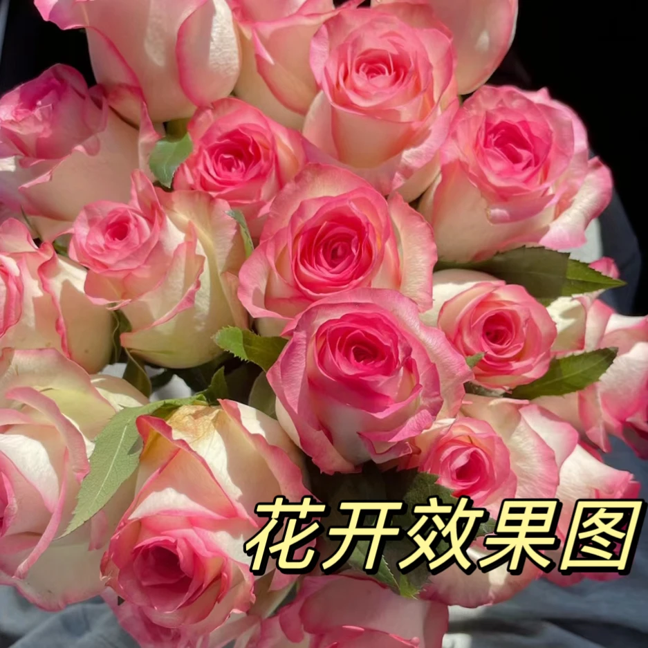 唐  【艾莎月季】+  【水王星】    云南基地直发