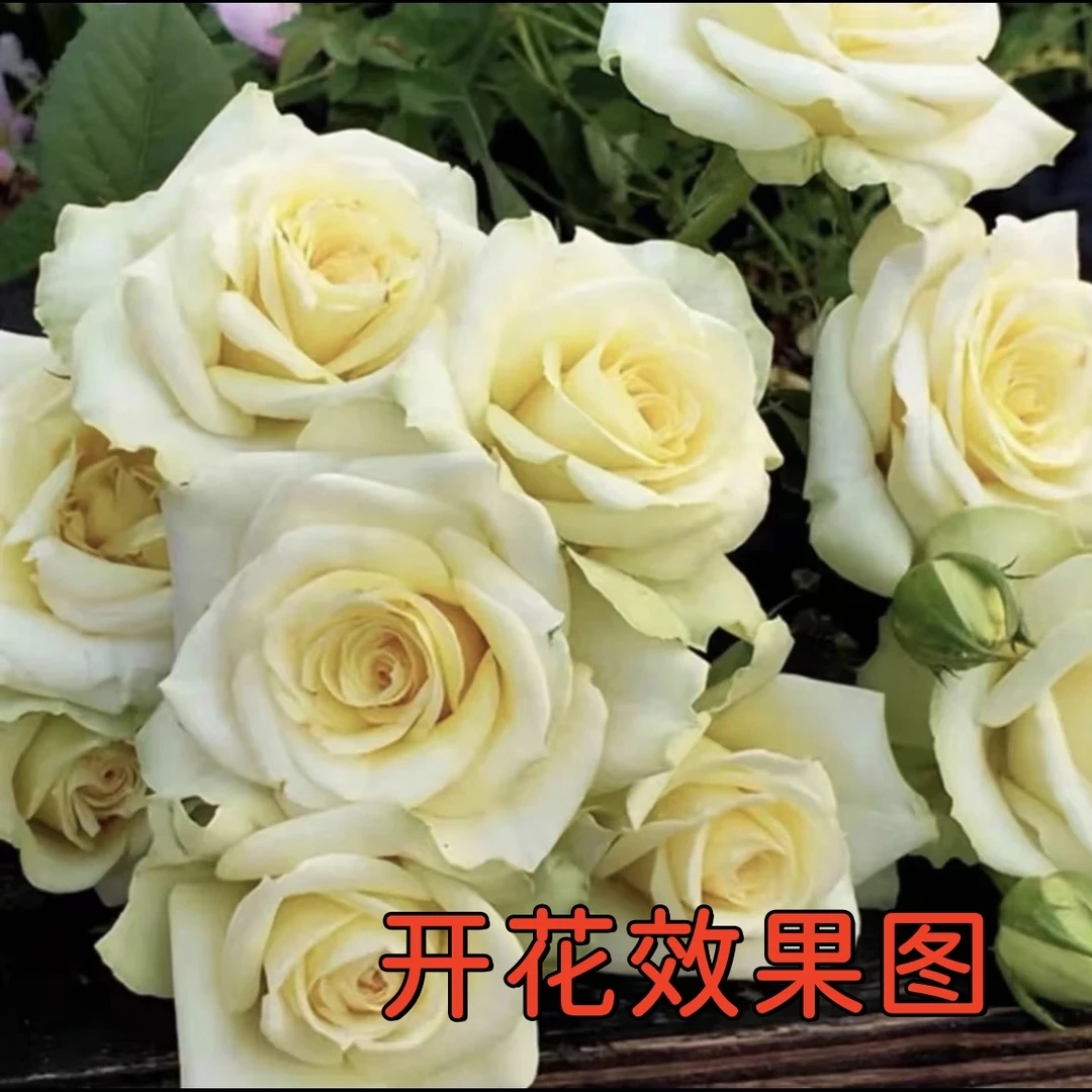 唐【大花美人】+【苹果绿】花苞发货星花怒放月季四季开花庭院阳台