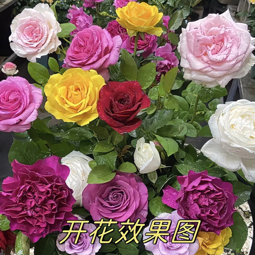 唐【混色】花苞发货月季四季开花阳台春季冬季酸性种植施肥夏天