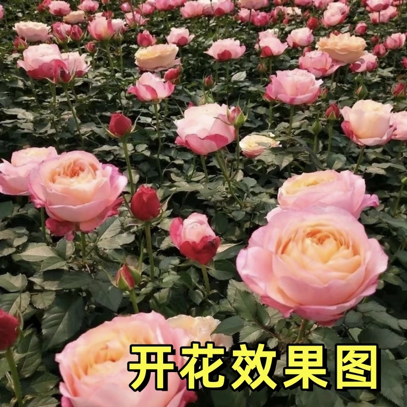 唐【大花美人】+【红丝绒】星花怒放月季四季开花养护生长修剪低温