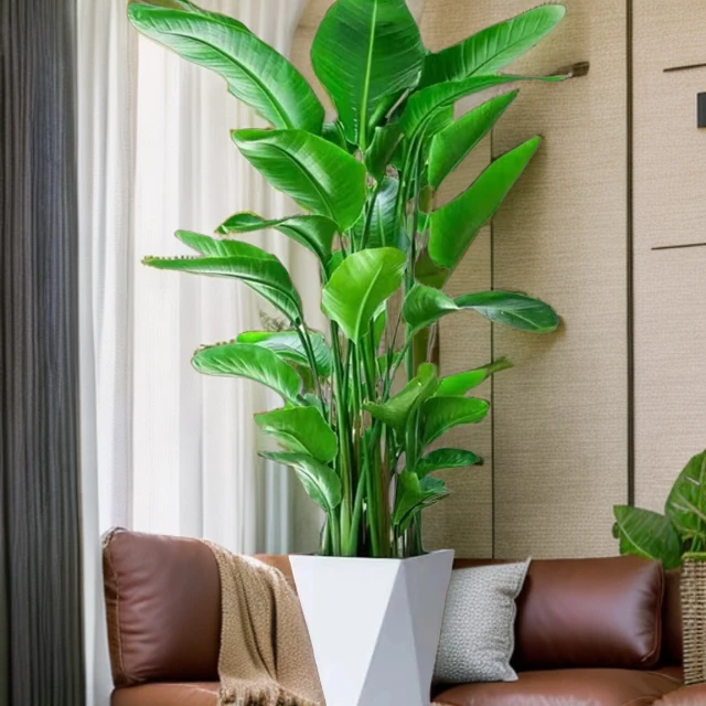 电【4株苗80cm】大型客厅绿植天堂鸟四季常绿吸甲醛好看好养送白盆