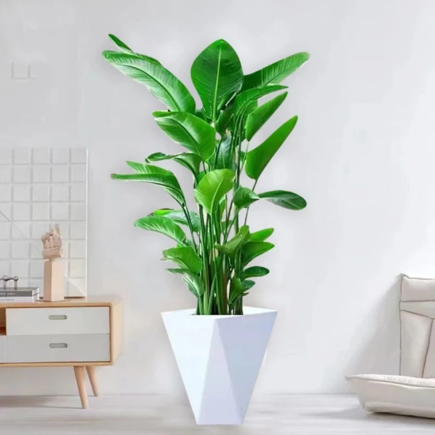 蕾【4株苗80cm】大型客厅绿植天堂鸟四季常绿吸甲醛好看好养送白盆