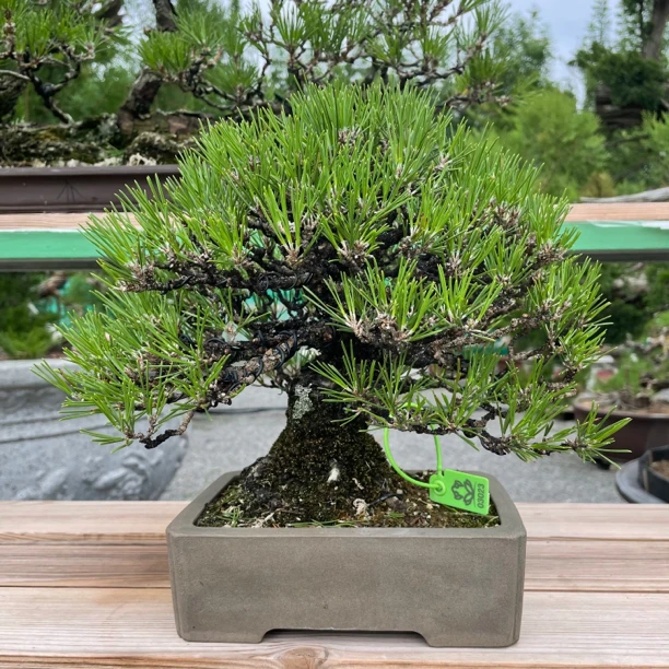 【仅限直播间专拍】一物一拍高端盆景