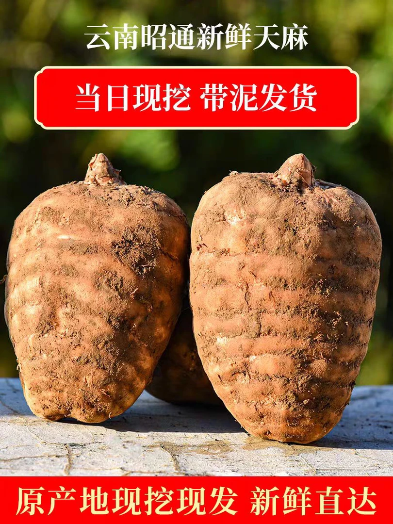 正宗彝良小草坝乌天麻现挖现发新鲜仿野种植带泥发货炖鸡汤炖排骨