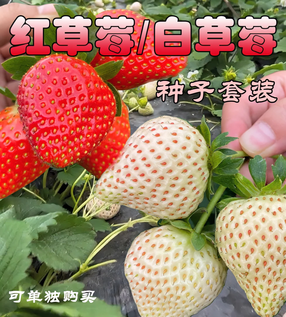 【红草莓/白草莓种子套装】四季阳台小院盆栽草莓种子种植