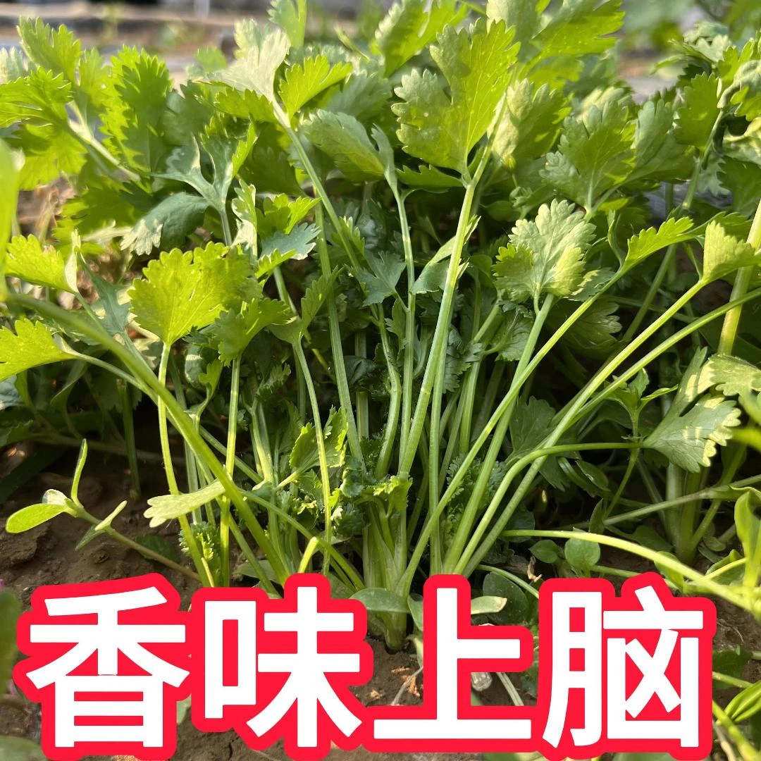 香菜种子芫荽种籽大叶香菜四季阳台室内易种蔬菜种籽