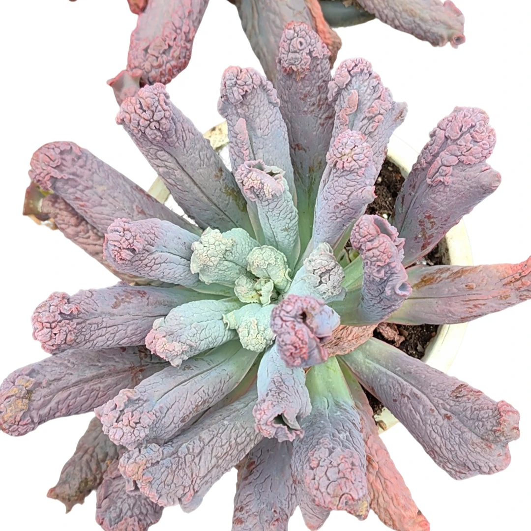 精品多肉   狂野男爵