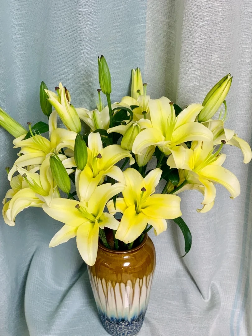 【源头优选】黄金甲香水百合 任意2单鲜花包邮 发货后不支持退款