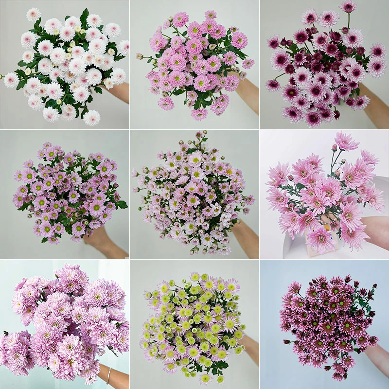 【两个老六】小菊鲜花基地直发草花配花生鲜10%不售后