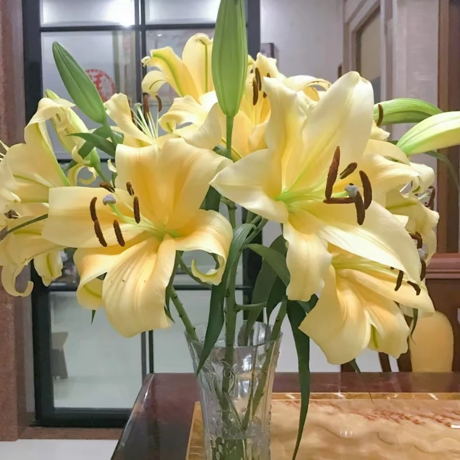 【源头优选】皇帝香水百合 任意2单鲜花包邮 发货后不支持退款