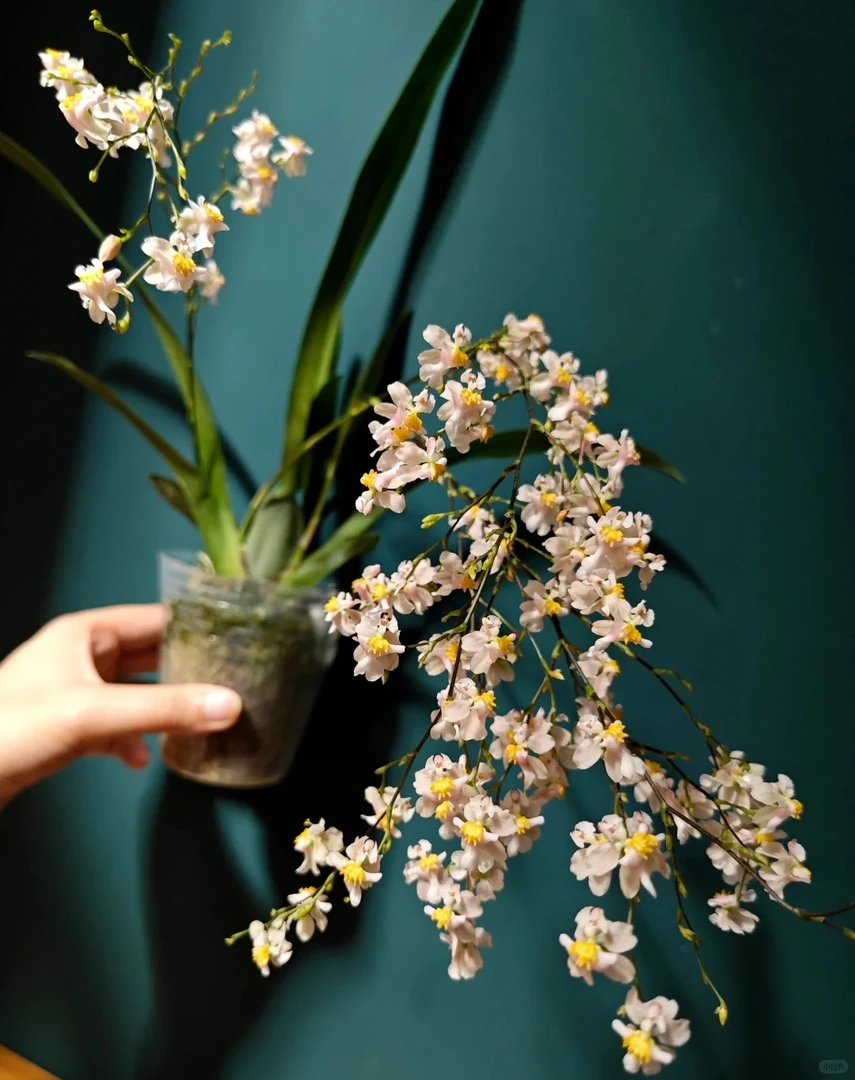 【源头优选】梦香兰-罗曼香-任意2单鲜花包邮 发货后不支持退款