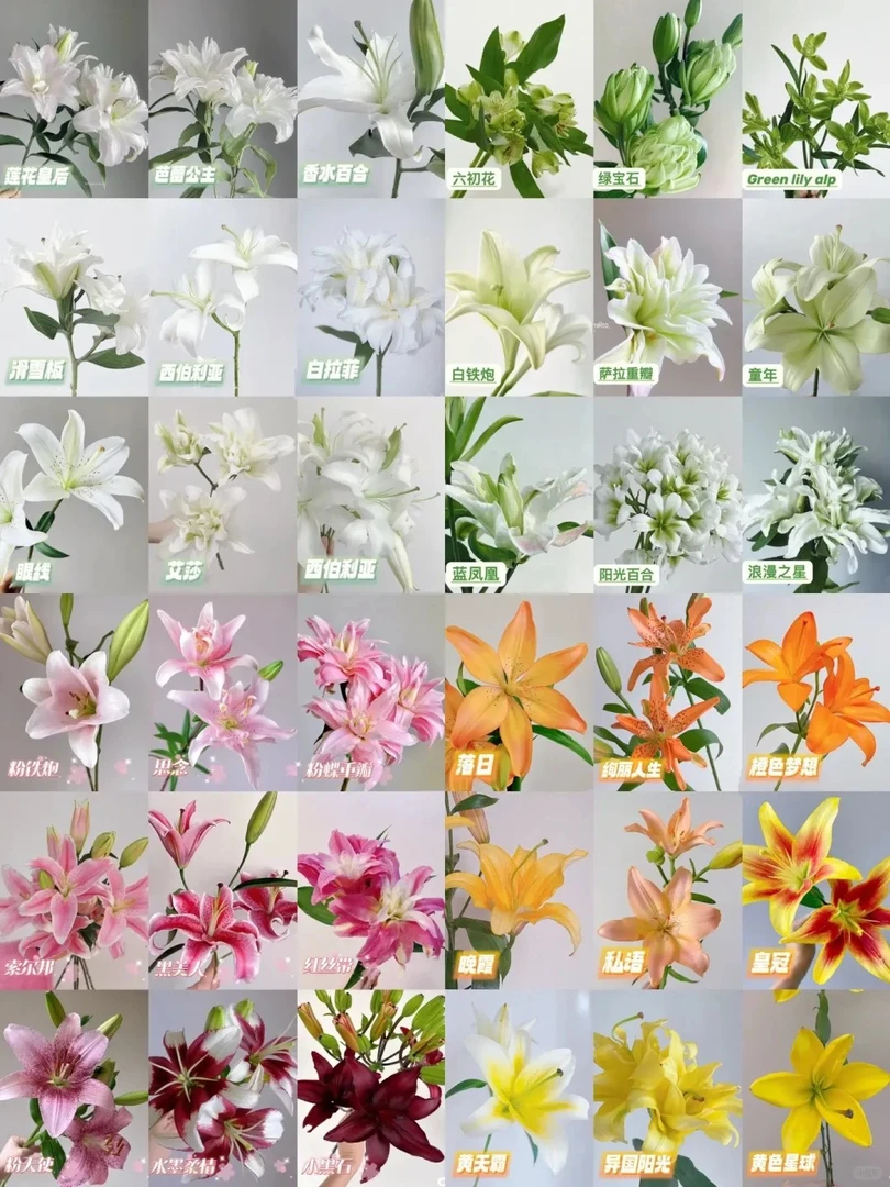 【源头优选】瑕疵百合 任意2单鲜花包邮 发货后不支持退款