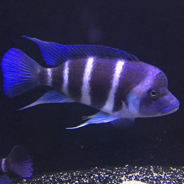 三湖慈鲷六间大头鹅头伊巴卡龙鱼配鱼热带鱼活体好养包邮包运损