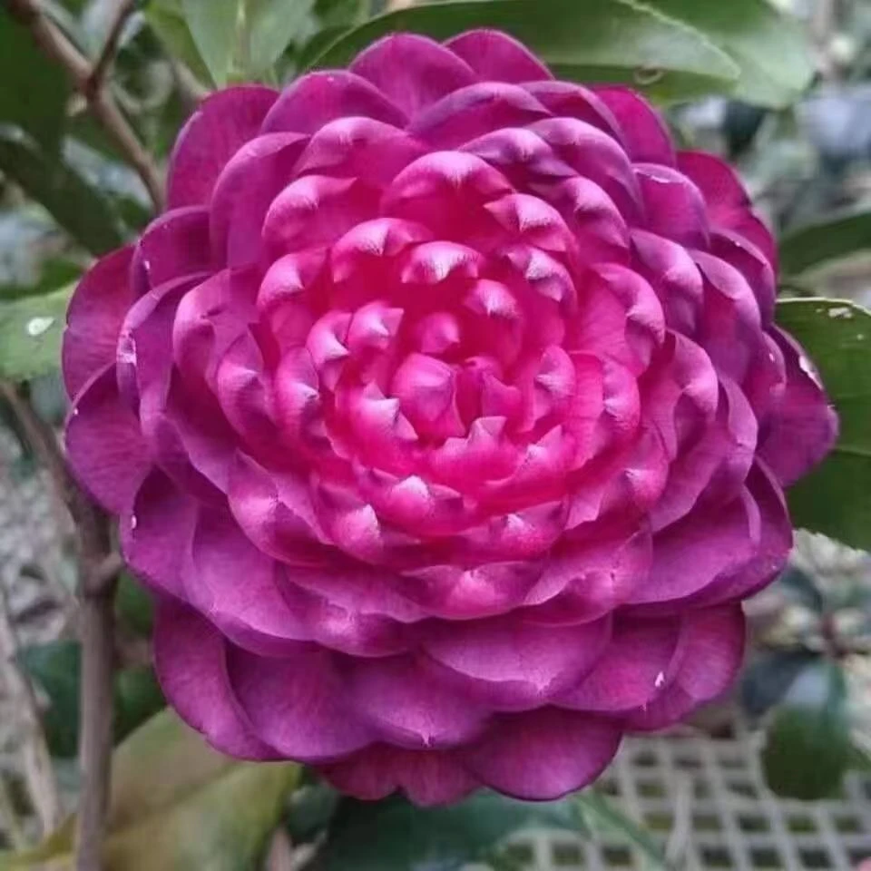 茶花山茶花 紫螺旋 新品种盆栽耐冬桩嫁接
