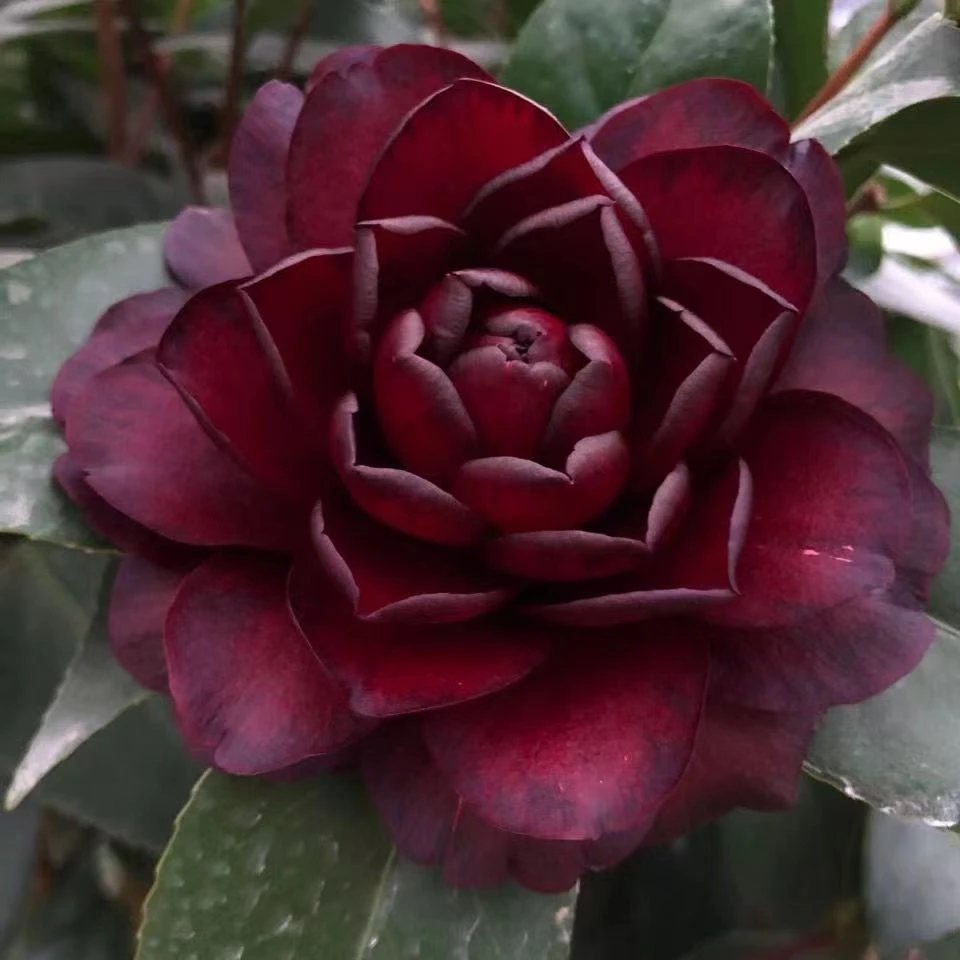 墨川黑红色花名贵稀有茶花盆栽花卉山茶新品阳台室内好养绿植苗