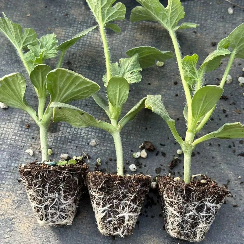 西瓜苗8424嫁接麒麟瓜秧苗南方阳台盆栽种植懒汉美都蔬菜菜苗苗秧