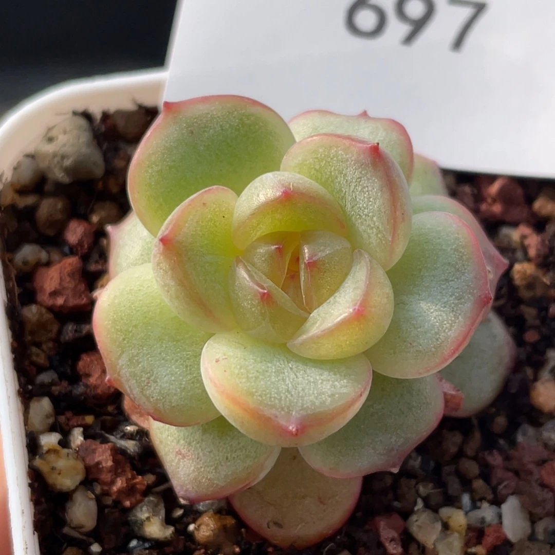 697号糖心冰心珍妮