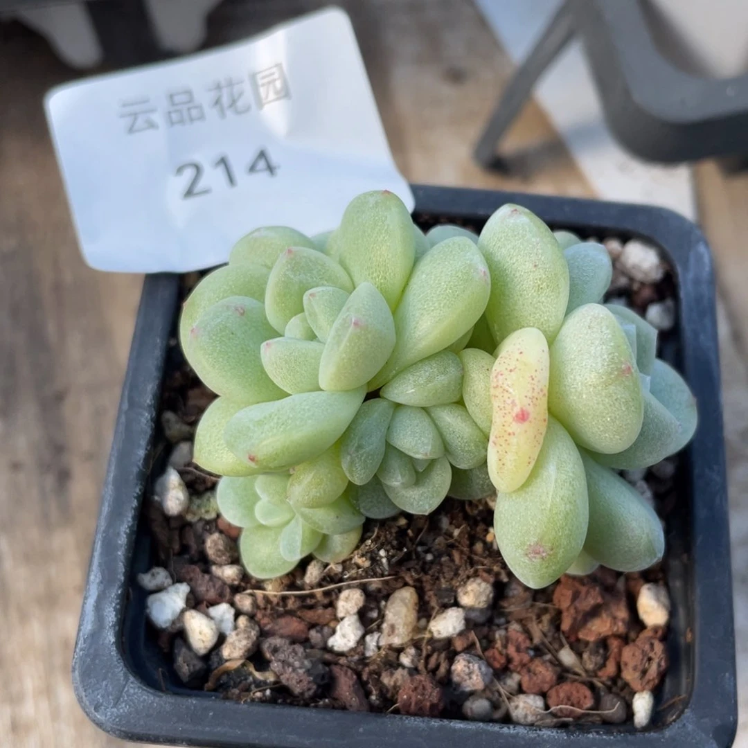 214号糖心冰心珍妮 冰玉5头