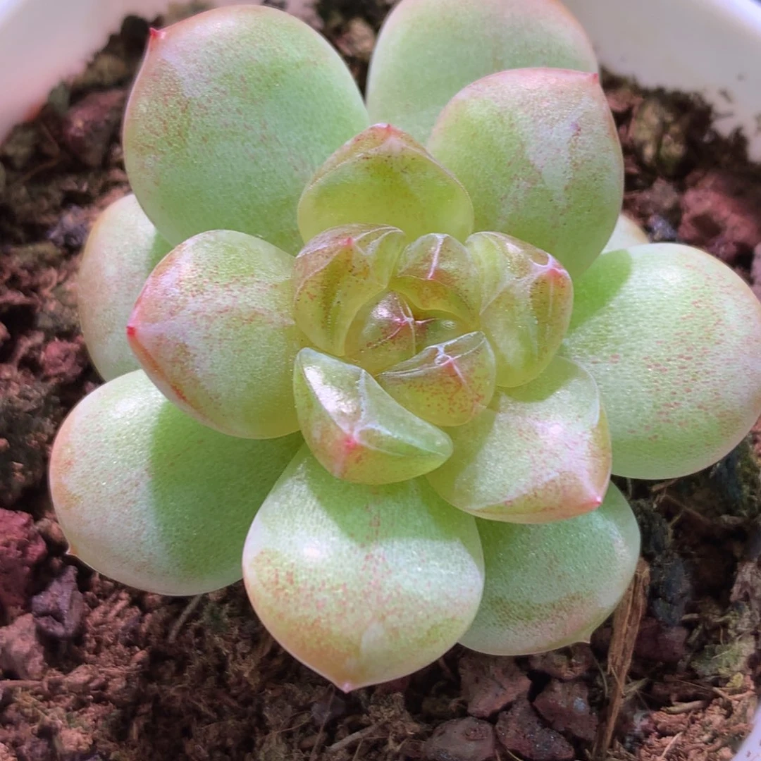 云品花园冰心系列-178