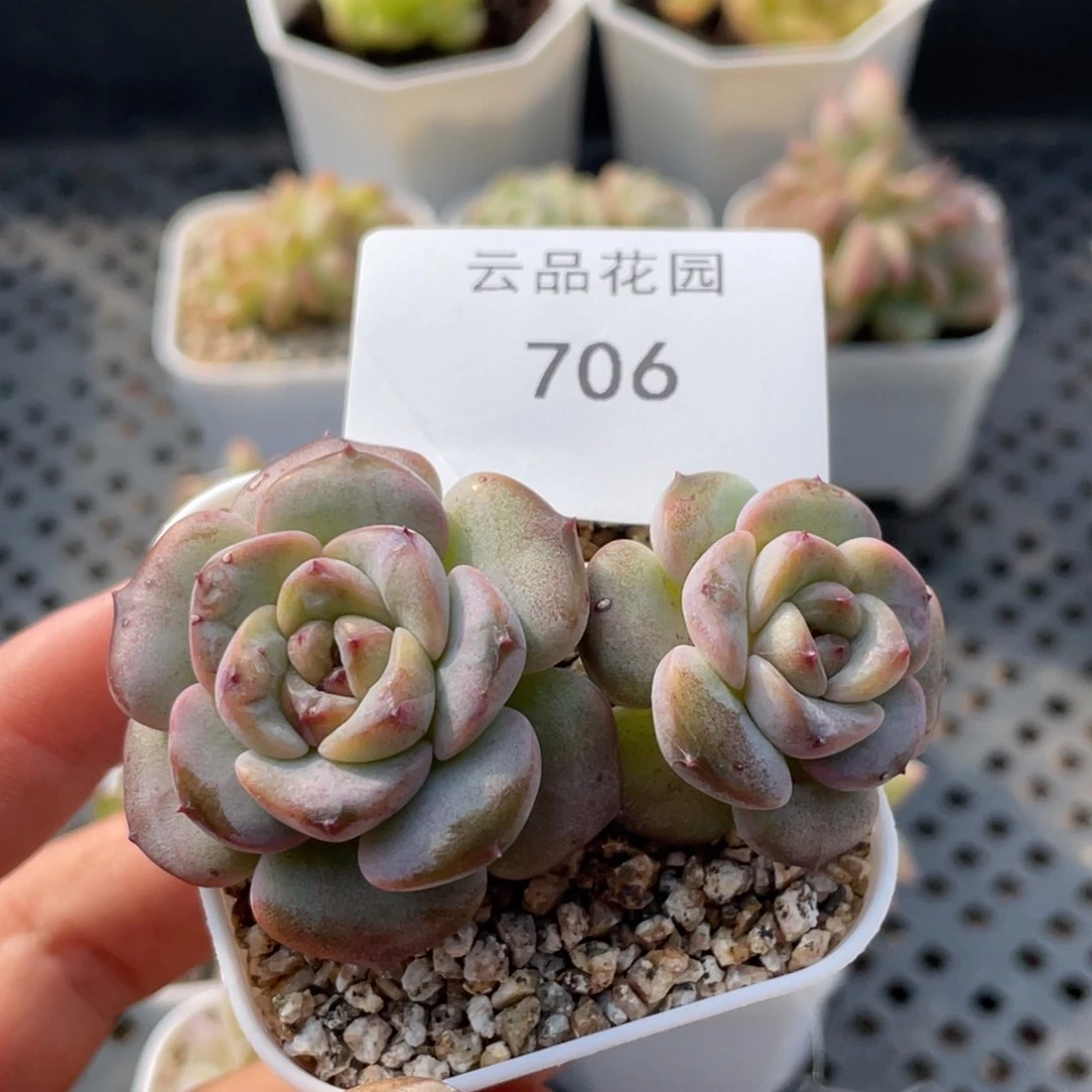 706号糖心冰心珍妮