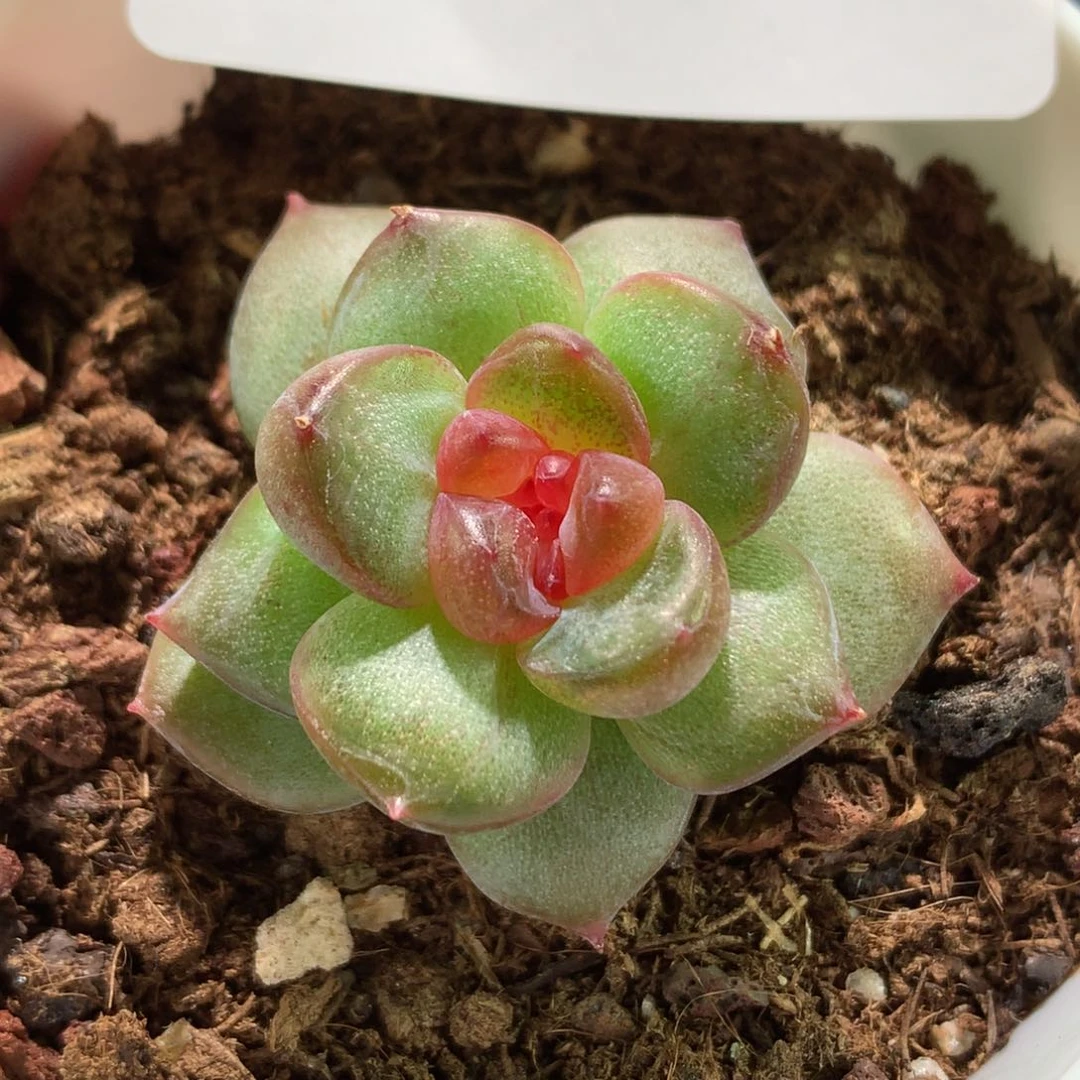 云品花园冰心系列-红袖858