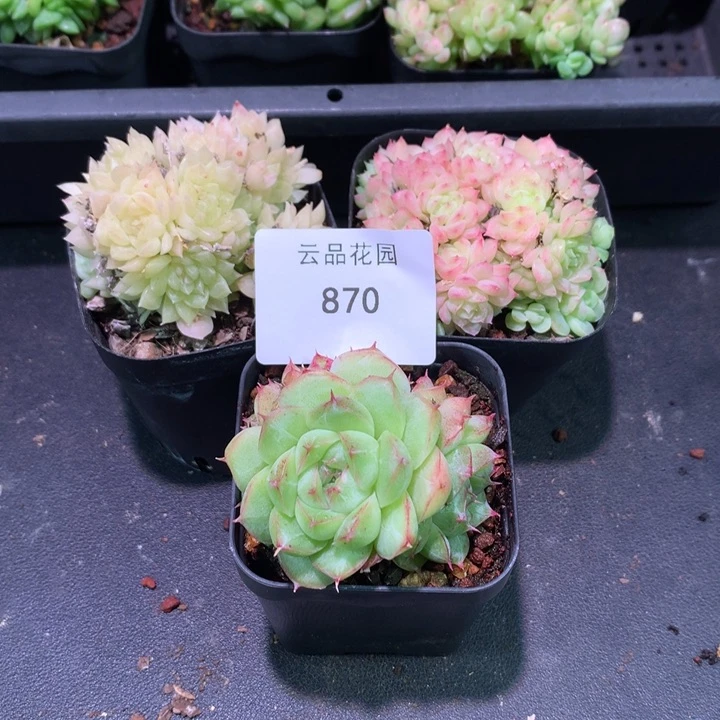 司*云品花园冰心系列-870组3