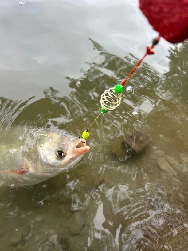 纯手工制作，海竿钓鲢鳙反底钓鱼钩，鲢鳙，反底，海竿，散装，钓浮，