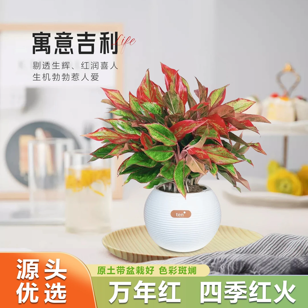 万年红盆栽水培如意皇后吉利红室内水培植物净化空气花卉绿植盆栽