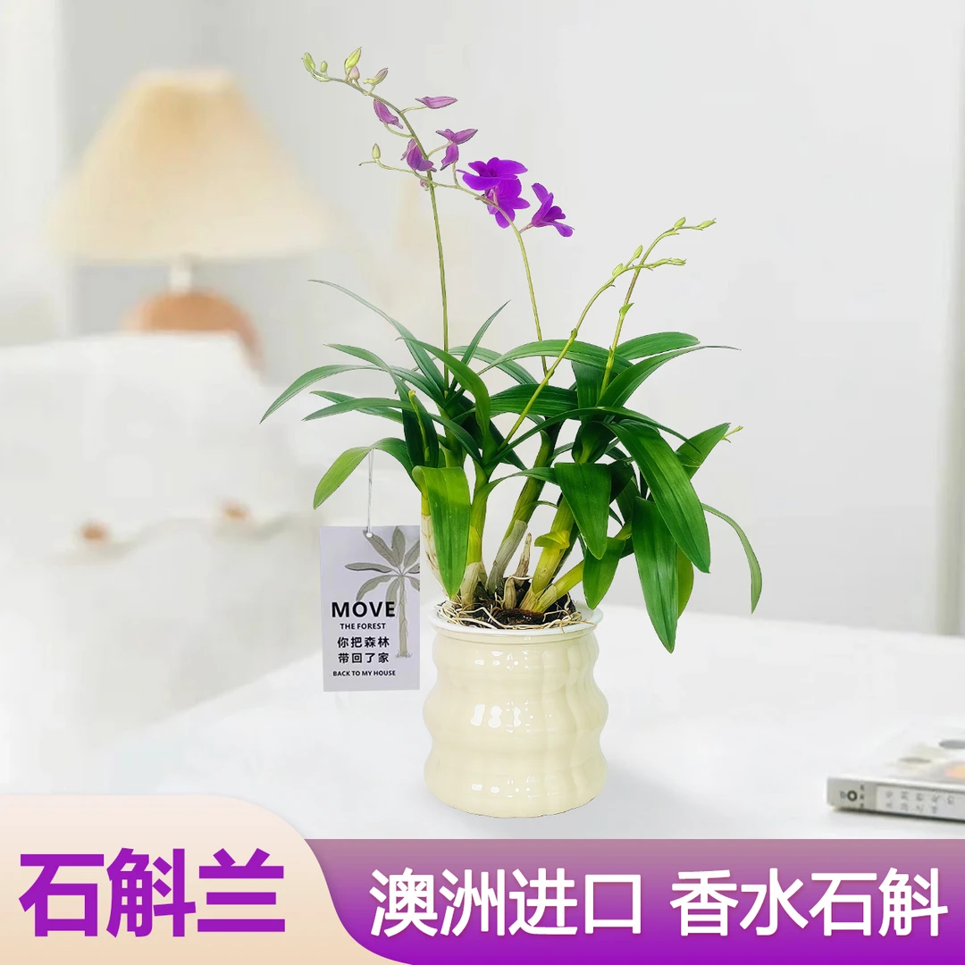 香水石斛兰花 花开改善睡眠净化空气室内阳台花卉盆栽好养