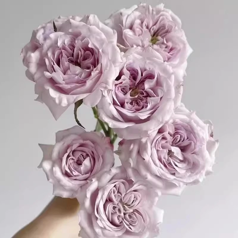 【3颗包邮】广藿香月季淡紫大花浓香庭院阳台盆栽花卉开花扦插苗