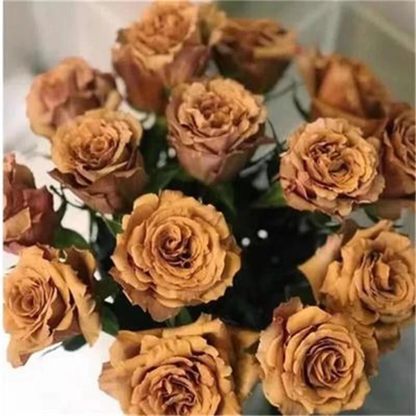 【3颗包邮】太妃糖月季厄瓜多尔复古色切花玫瑰花苗多季开花庭院
