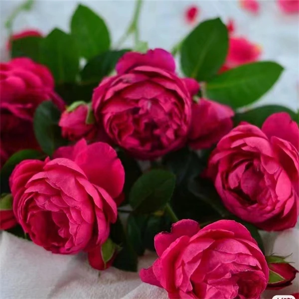 【3颗包邮】阿斯科特/雅士谷月季浓香大花勤开抗病盆栽花苗