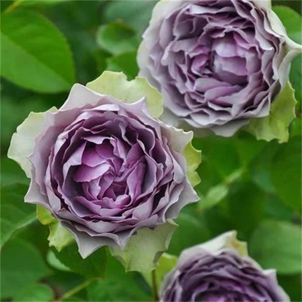 【3颗包邮】首饰盒 河本新品月季浓香灌木四季开花庭院阳台绿植