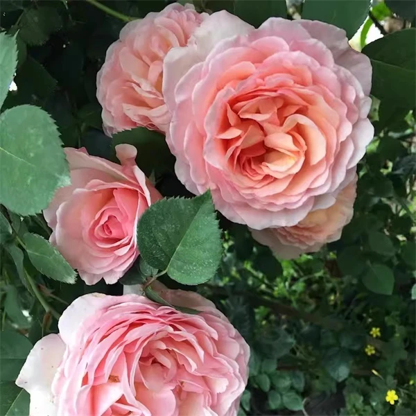 【3颗包邮】摩纳哥夏琳王妃/浪漫俳句月季灌木浓香多头多季大花小苗