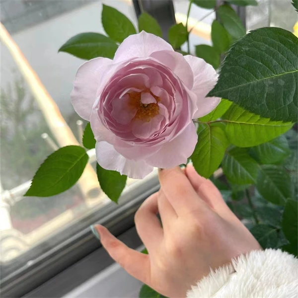 【3颗包邮】夜光杯月季小苗盆栽花苗阳台庭院植物玫瑰花卉苗