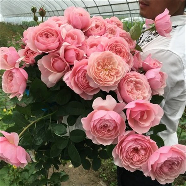 【3颗包邮】安尼克城堡灌木月季花苗阳台庭院花卉四季切花盆栽