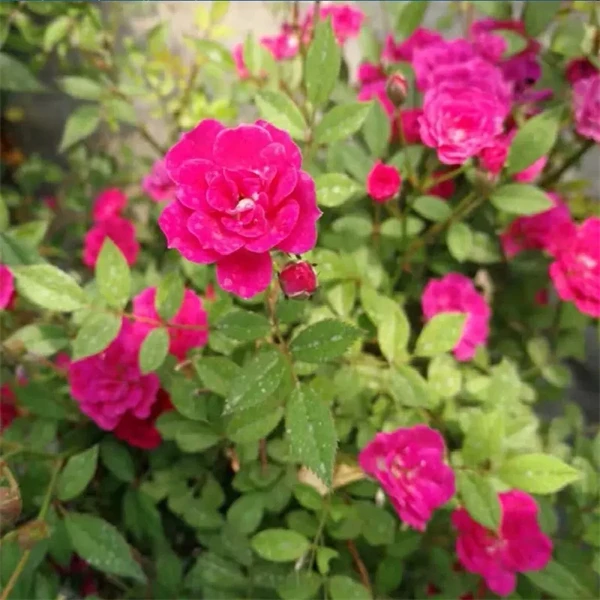 【1颗包邮】紫咲/红超微月季花中苗多头阳台耐晒四季花卉室内盆栽