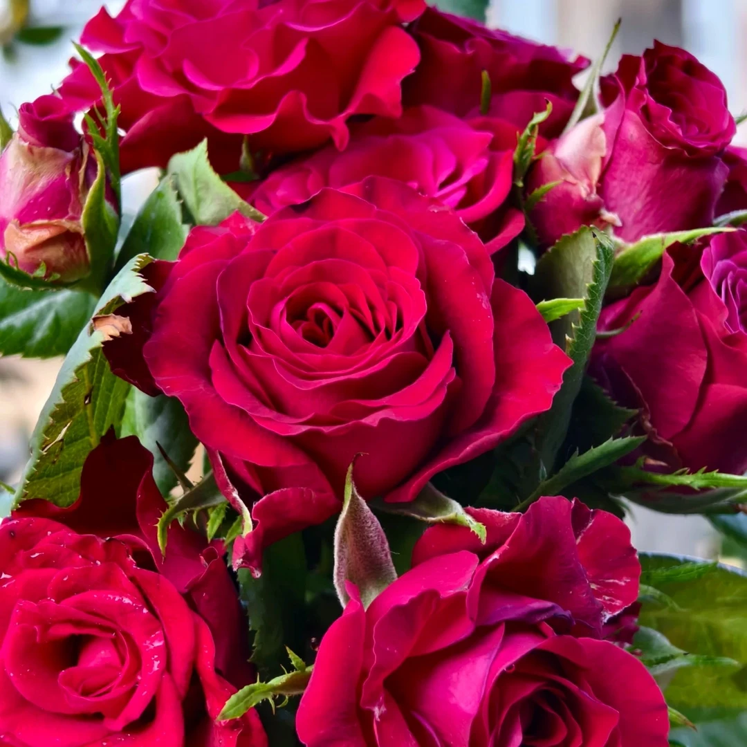 【3颗包邮】角斗士超新品月季肯尼亚红色玫瑰大花直立阳台庭院盆栽