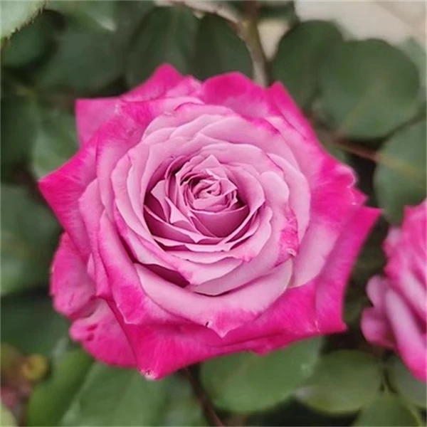 【3颗包邮】玛丽蒂姆月季庭院地栽耐寒耐旱抗病勤花切花玫瑰盆栽