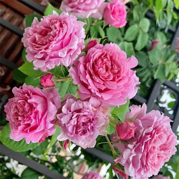 【3颗包邮】欢迎月季小苗浓香重瓣藤本群开多季开花盆栽花卉绿植