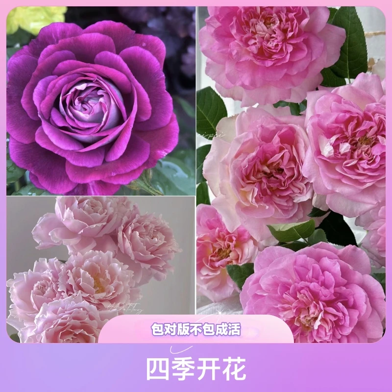 灌木月季小苗适合新手组合 不参与送苗活动盆栽庭院阳台植物花卉