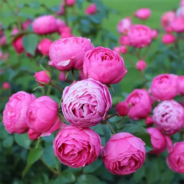 【3颗包邮】艾拉绒球阳台藤本月季苗 玫瑰花卉欧月季玫瑰多季