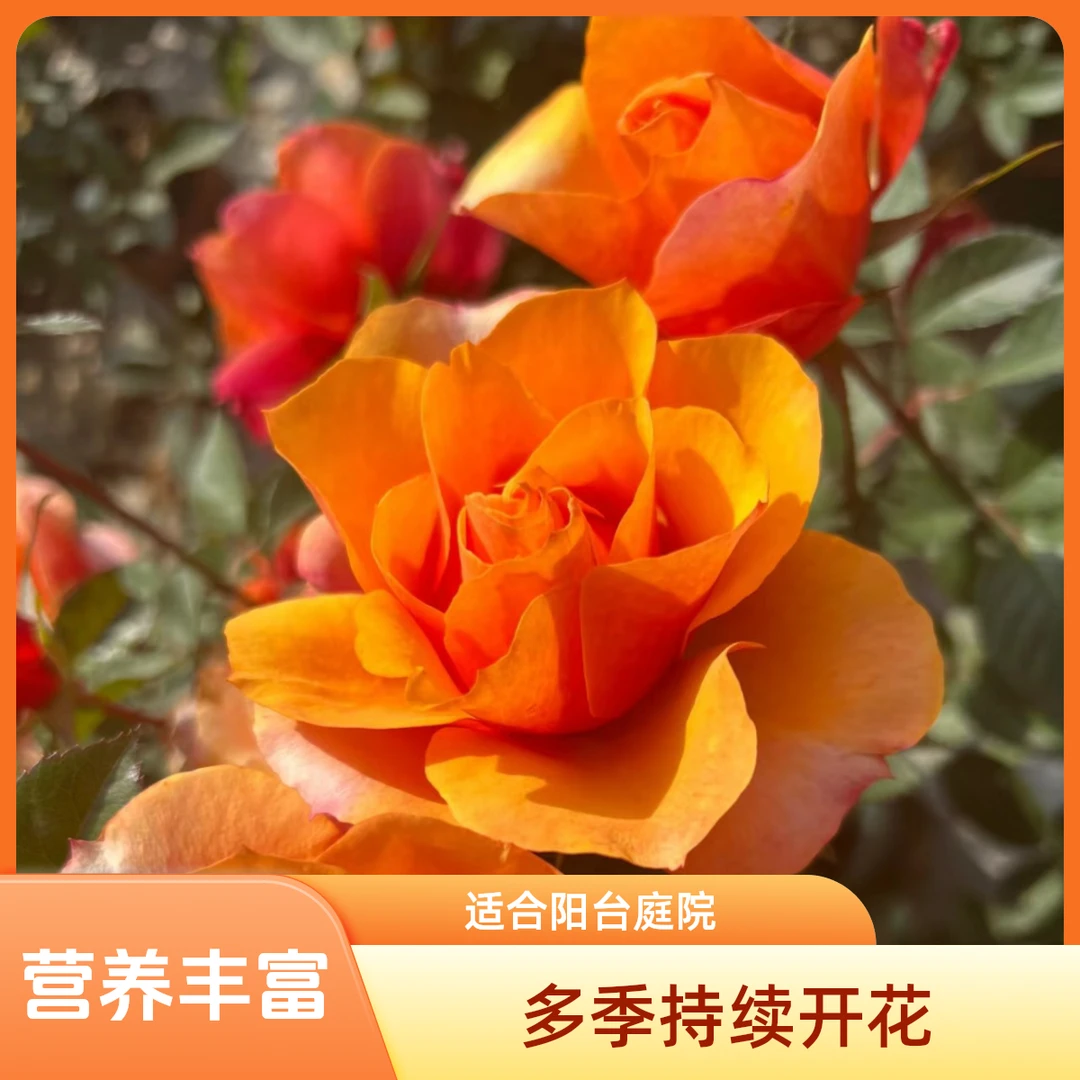 【1颗包邮】永远的艾帕索中杯月季大苗盆栽阳台庭院特大花浓香四季