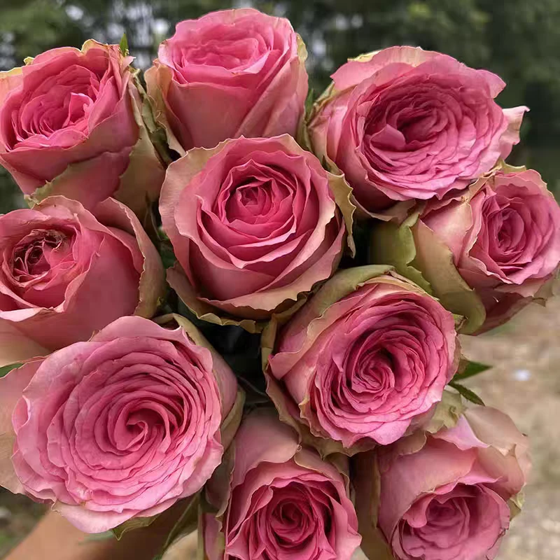 【3颗包邮】城市中心月季小苗灌木大花 花玫瑰直立勤花抗病多季