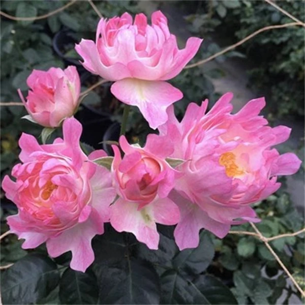 【3颗包邮】海葵月季海的女儿室内盆栽玫瑰花苗庭院观花植物勤花